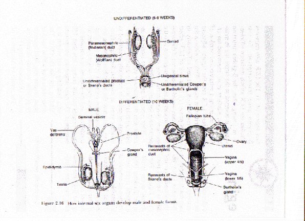 Embryology Of Female External Genitalia Vulva Diagram