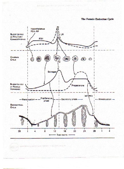 Stereotypedthe menstrual cycle