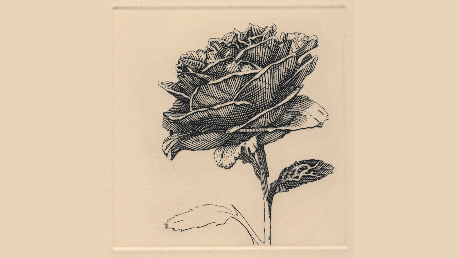 Metal-Engraving Rose in Bloom by Ryan-Horvath