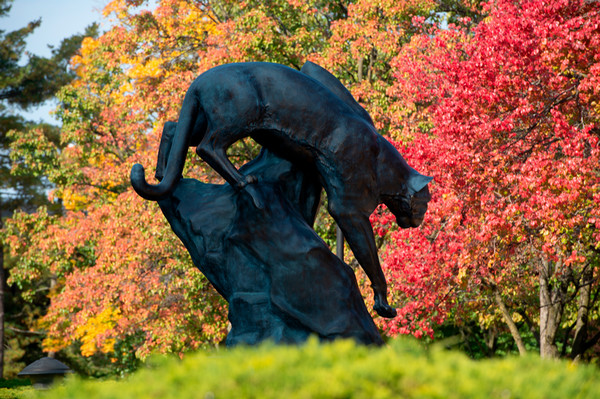 SIUE Cougar Statue in front of fall leaves