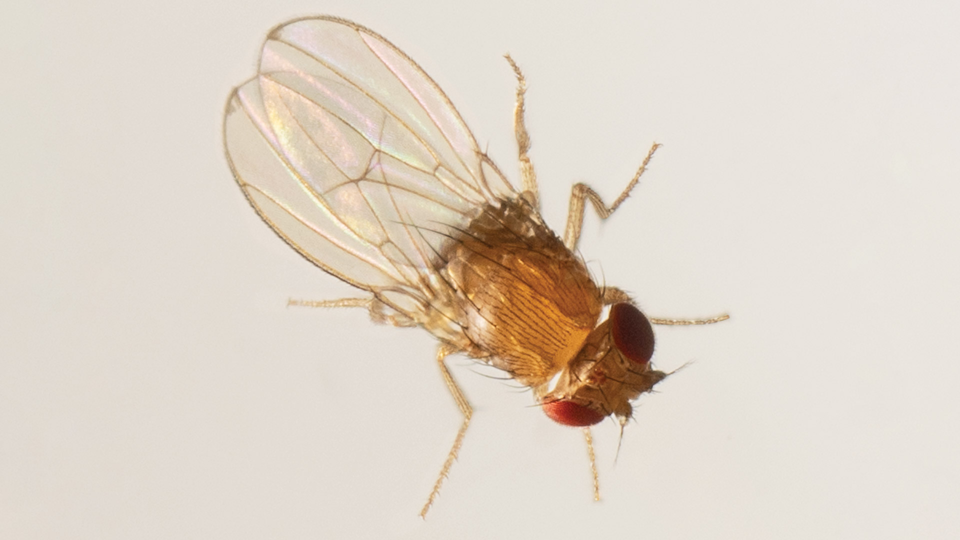 Closeup of a fly.