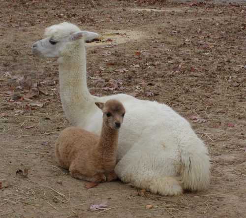 [cria&mother]