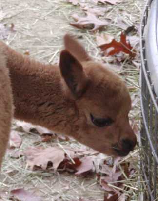 [brown cria]