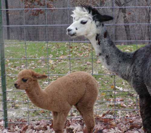 [gracie&cria]