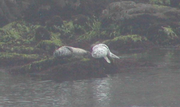 [harbor seals]