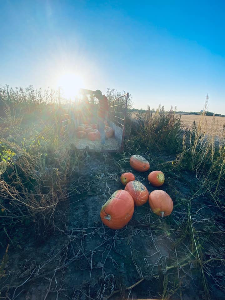 Large pumpkins in field