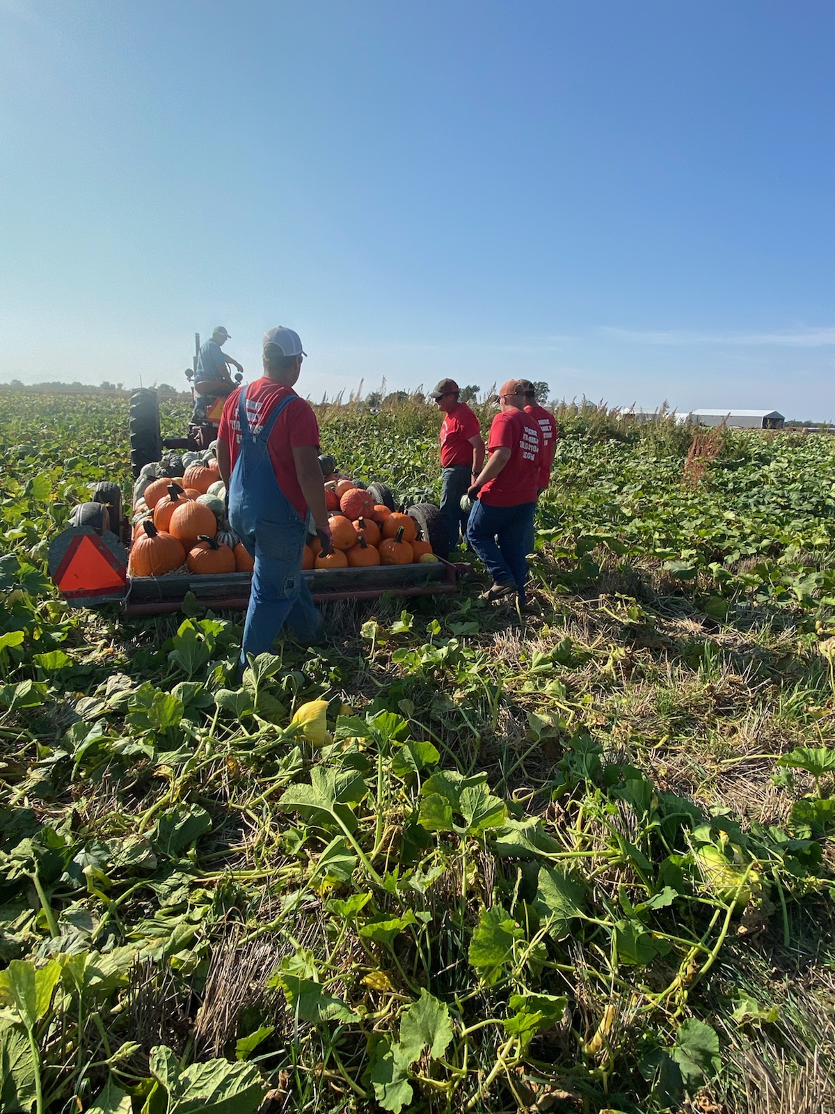 Harvesting pumpkins