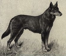 original german shepherd breed