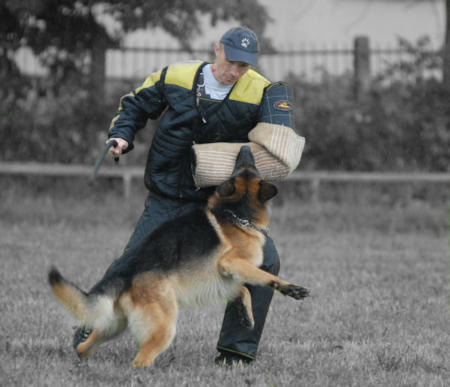 why are police dog commands in german