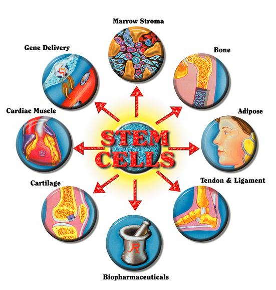 What can stem cells become?