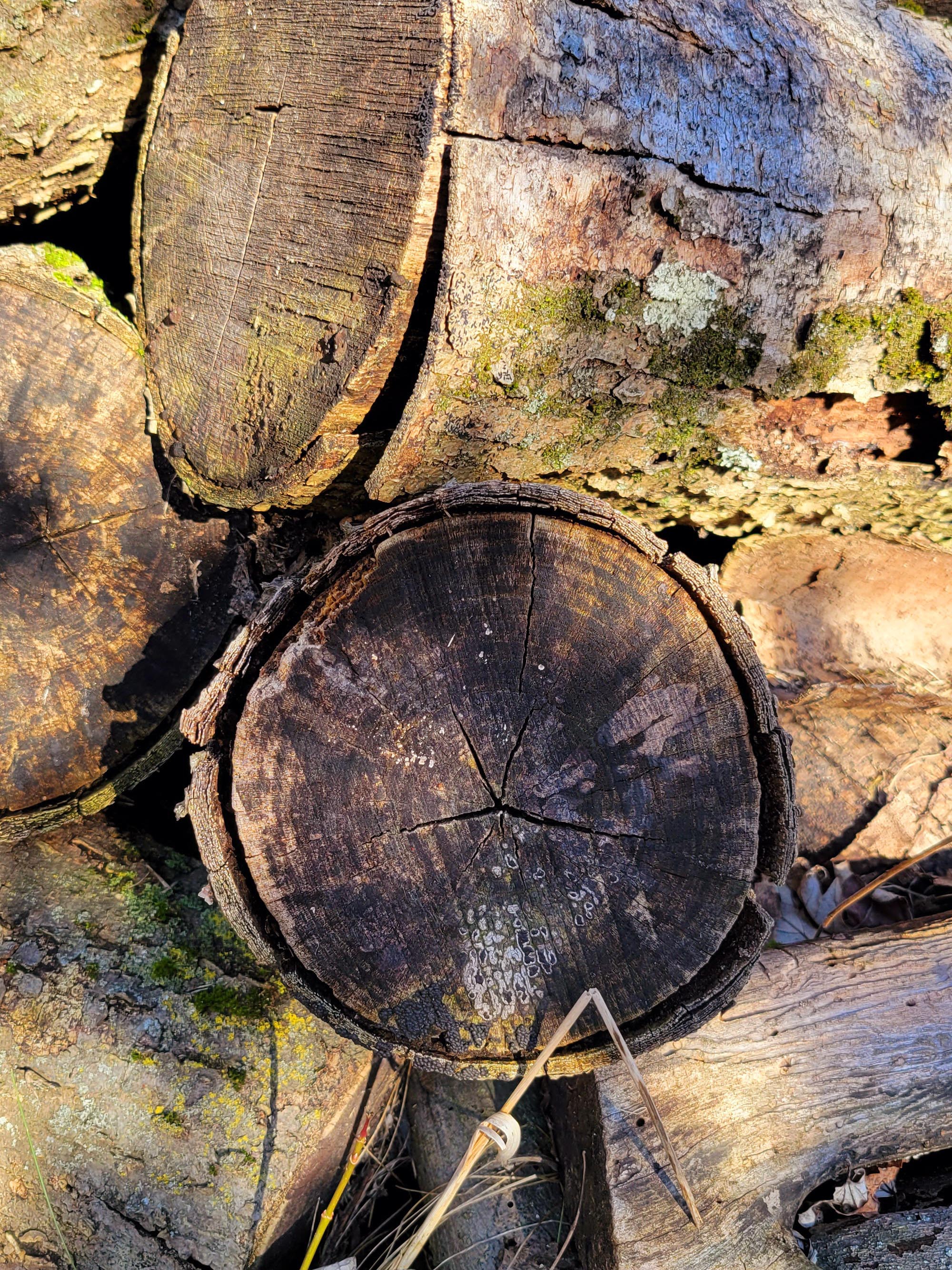 unseasoned wood in a pile