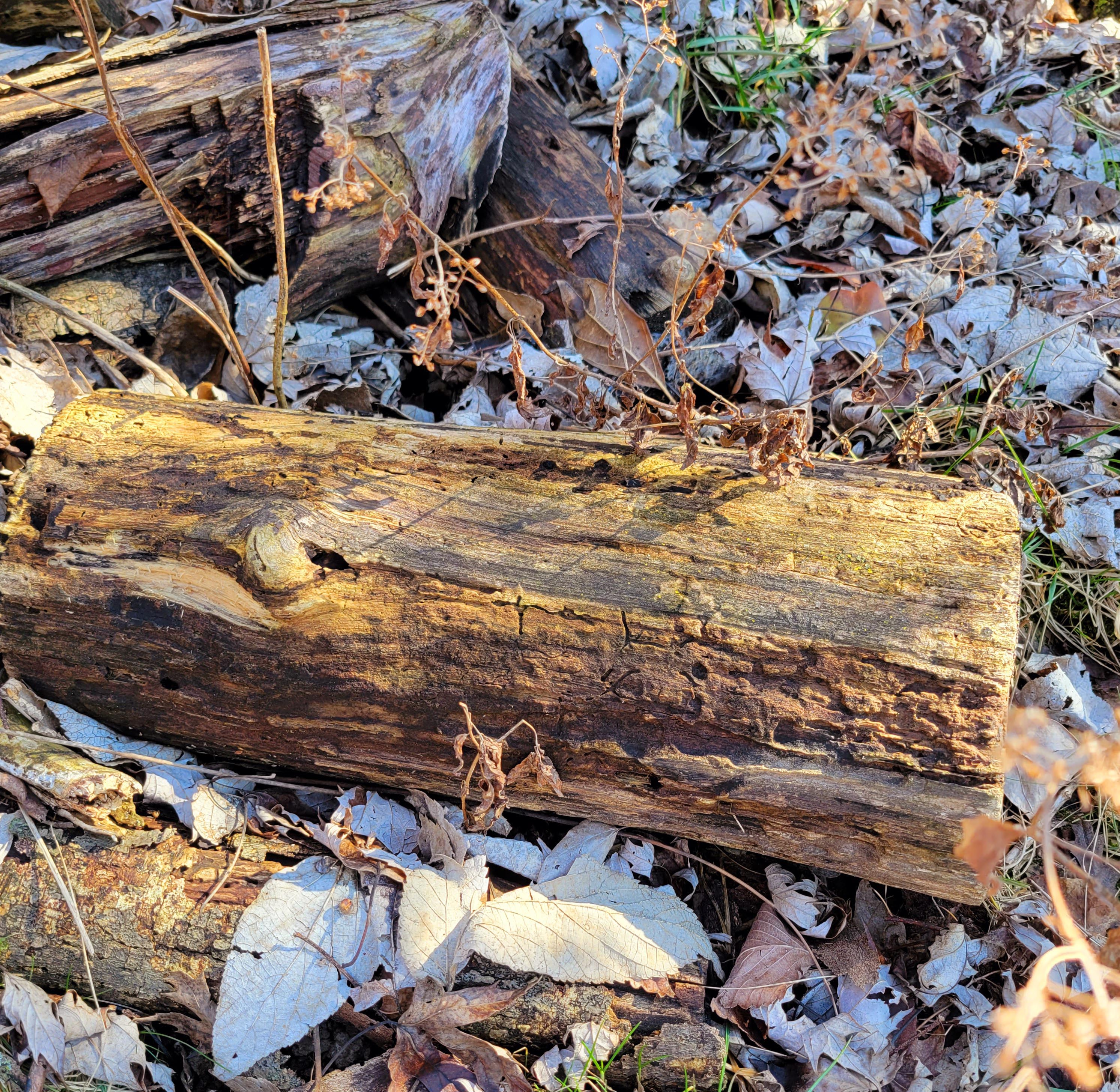 single log laying on the ground